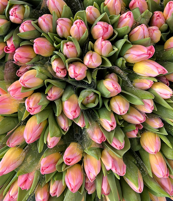 tulips dew portrait x