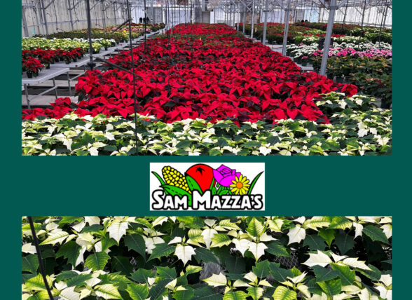 Sam Mazza Farm logo poinsettia greenhouse