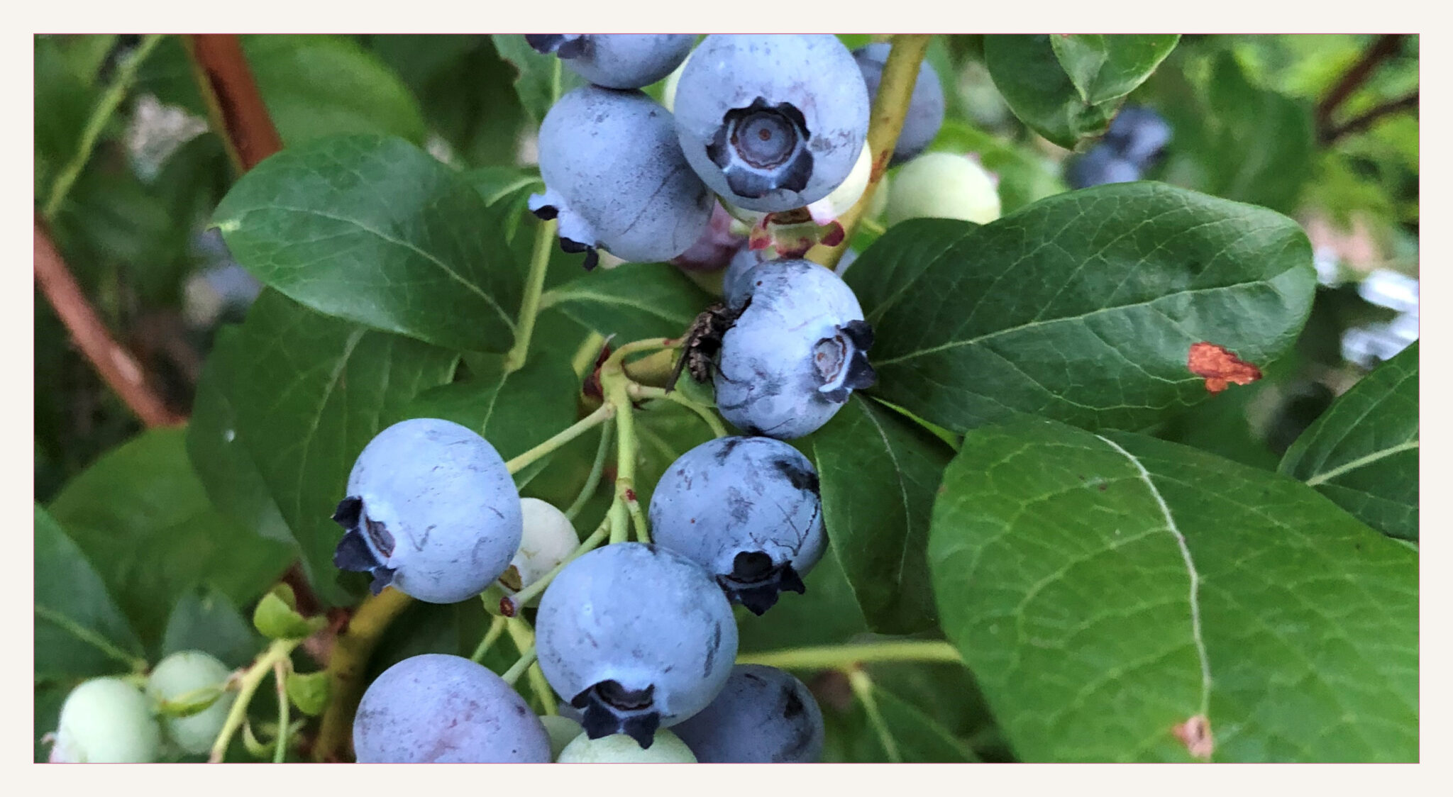 Home Black River Produce