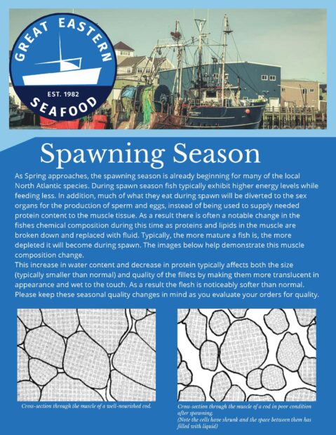 spawning season great eastern seafood