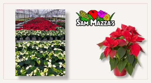 poinsettia-wholesale vermont-grown