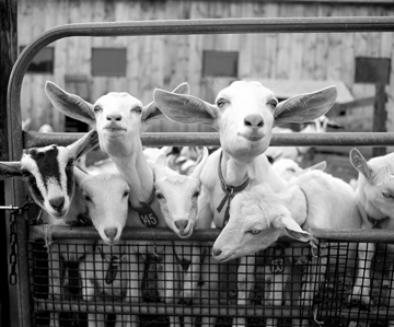 vermont creamery Goats BW